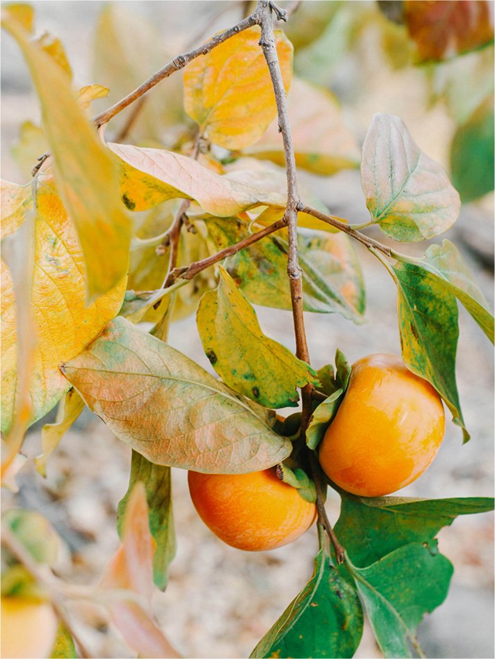 Squarespace website Design Cromwell